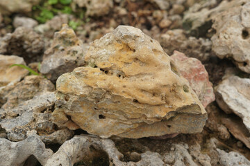 Limestone coral rock in the nature