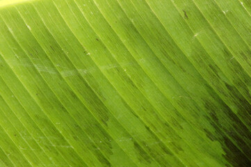 Bildhintergrund Nahaufnahme eines Bananenblattes grün Vollbild