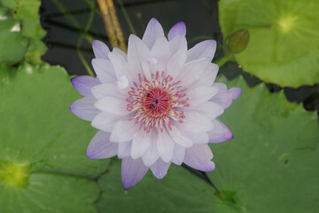 Purple Chanatip Nymphaea lotus blooming in the pond.