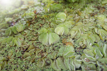 Salvinia cucullata Roxb. Ex Bory is a type of floating fern.