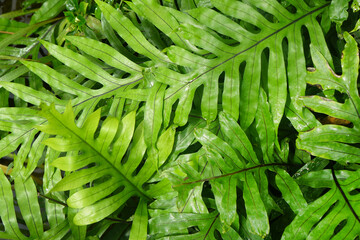 Fototapeta na wymiar Green fern leaves texture and background.