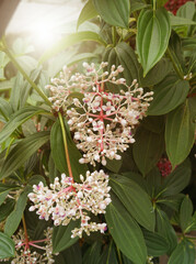 Medinilla cummingii is a showy plant, commonly referred to as Chandelier Tree, Blooming in the garden.