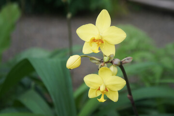 ํYellow Spathoglottis plicata Blume on nature background.