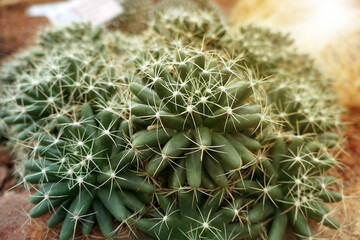 Mammillaria longimamma is a species of cactus from Hidalgo and Querétaro, Mexico.