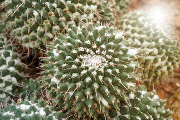 Naklejka na ściany i meble Closeup of Mexican Pincushion Cactus Mammillaria magnimamma. 