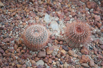 Parodia erubescens does well in our hot Dallas summers with part shade and equally as well in chilly, wet winters.