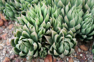 Haworthia Cymbiformis or Mini King Cooperi is a species of the genus Haworthia in the family Asphodelaceae, endemic to the Eastern Cape Province in South Africa.