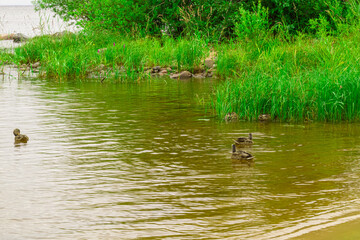 ducks swimming in the lake