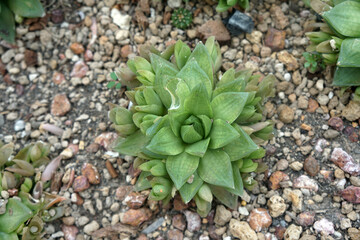 Fototapeta premium Haworthia Cymbiformis or Mini King Cooperi is a species of the genus Haworthia in the family Asphodelaceae, endemic to the Eastern Cape Province in South Africa.