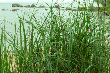 green grass in the water