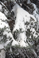 Winter snowy pine Christmas tree scene. Fir branches covered with hoar frost Wonderland. Winter is coming New year. Calm blurry snow flakes winter background with copy space.