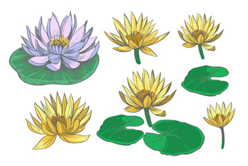 Set of water lily. Lotus. Hand drawn vector outline