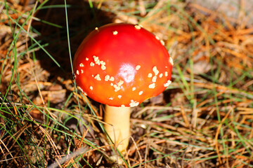 red toadstool in the forest on forest litter