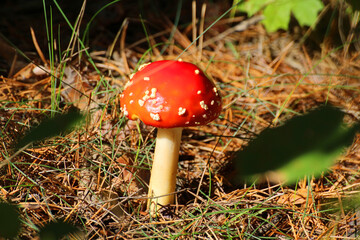 red toadstool in the forest on forest litter