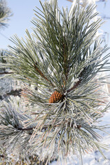 Naklejka na ściany i meble Pine branch covered with hoarfrost. Winter snowy pine Christmas scene. Fir branches are covered with frost wonders. calm blurry snow flakes winter time background with copy space. In winter. New Year