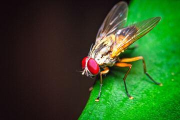 Macro shot of fly on green leaf.