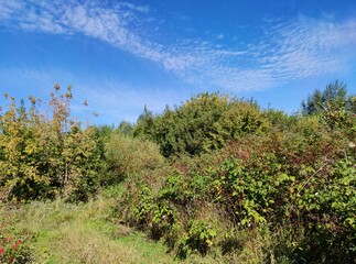 Fototapeta premium luscious autumn landscape against the blue sky with beautiful clouds on a sunny day