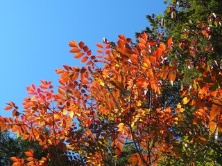 赤く染まった葉と青空のコントラスト