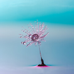 Dandelion seed covered in water drops © beataaldridge