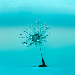 Dandelion seed covered in water drops © beataaldridge