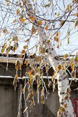 Branch covered with hoarfrost. Winter snowy Christmas scene. branches are covered with frost wonders. calm blurry snow flakes winter time background with copy space. In winter. New Year