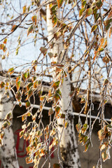 Branch covered with hoarfrost. Winter snowy Christmas scene. branches are covered with frost wonders. calm blurry snow flakes winter time background with copy space. In winter. New Year
