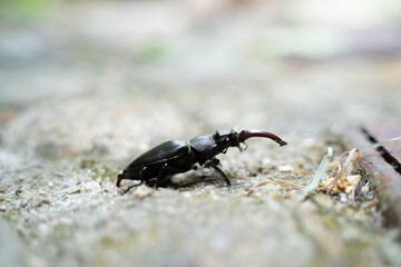 Escarabajo en Asturias.