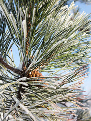 Pine branch covered with hoarfrost. Winter snowy pine Christmas scene. Fir branches are covered with frost wonders. calm blurry snow flakes winter time background with copy space. In winter. New Year