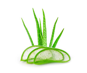 aloe vera plant isolated