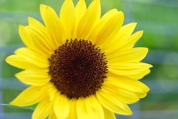 Kleine Sonnenblume mit frischer Blüte
