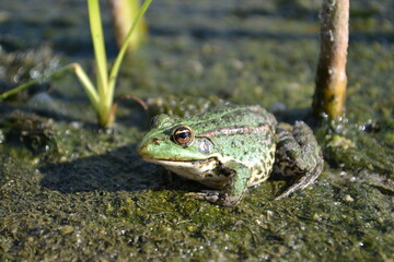 
A green frog sits in the seaweed.