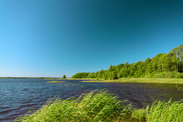 Blue water in a forest lake with pine trees