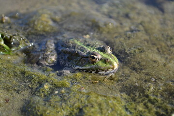 frog on the ground