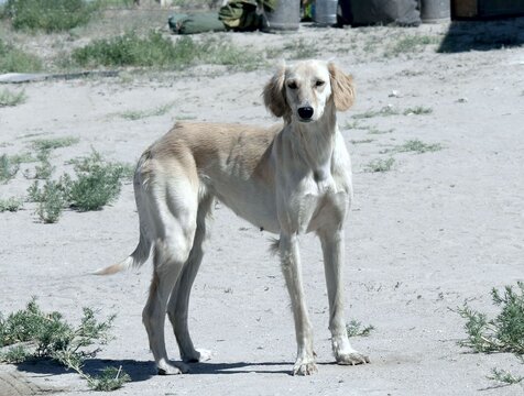Kazakh greyhound Tazi on a ground