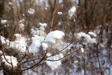 Winter background Snow-covered bushes in winter forest. Branch with loose snow in focus on blurred forest background. Leaves on bushes in snow. Snow covered bushes, branches in snow, snow on branches.