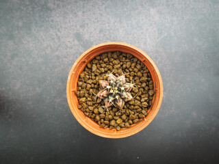 Small cactus in mini pot