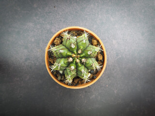 Small cactus in mini pot