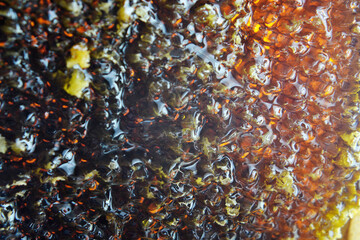 Drop of bee honey drip from hexagonal honeycombs