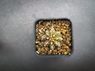 Small cactus in mini pot