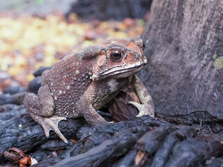 Toad, the scientific name is Duttaphrynus melanostictus. Walking on the roots of trees View from the side The unclear part is to make the subject stand out.