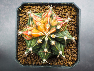 Small cactus in mini pot