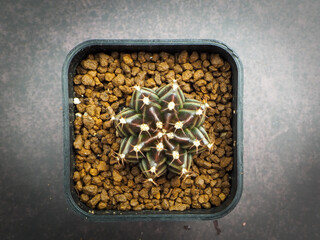 Small cactus in mini pot