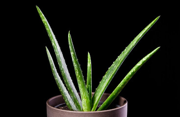 Aloe Vera plant in the pot isolated on black background.