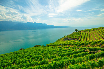 Panoramic landscape between terraced vineyards of Lavaux from Lutry and Cully. Lake Geneva and Swiss Alps, Unesco heritage vineyards of Lavaux wine region. Vaud Canton, Switzerland.