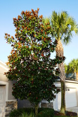 Obraz premium Magnolia denudata tree with seed in summer