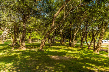 Obraz premium A grove of Banyan trees around the ancient ruins of Medirigiriya Vatadage in Sri Lanka