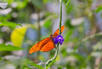 Close-up to butterfly (Flame Dryas iuLia) in tropic garden/ Netherlands