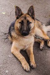 German Shepherd, young East European Shepherd, German Shepherd on the grass, a dog in the park attentively looks into  camera. Portrait of young dog with an attentive gaze watching camera