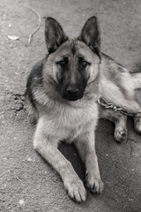 German Shepherd, young East European Shepherd, German Shepherd on the grass, a dog in the park attentively looks into  camera. Portrait of young dog with an attentive gaze watching camera