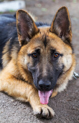 German Shepherd, young East European Shepherd, German Shepherd on the grass, a dog in the park attentively looks into  camera. Portrait of young dog with an attentive gaze watching camera